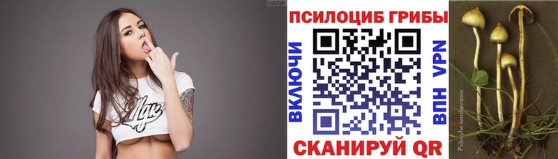 Галлюциногенные грибы Psilocybe  Новомичуринск 